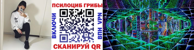 Псилоцибиновые грибы Psilocybe  Купить закладки  Севск 